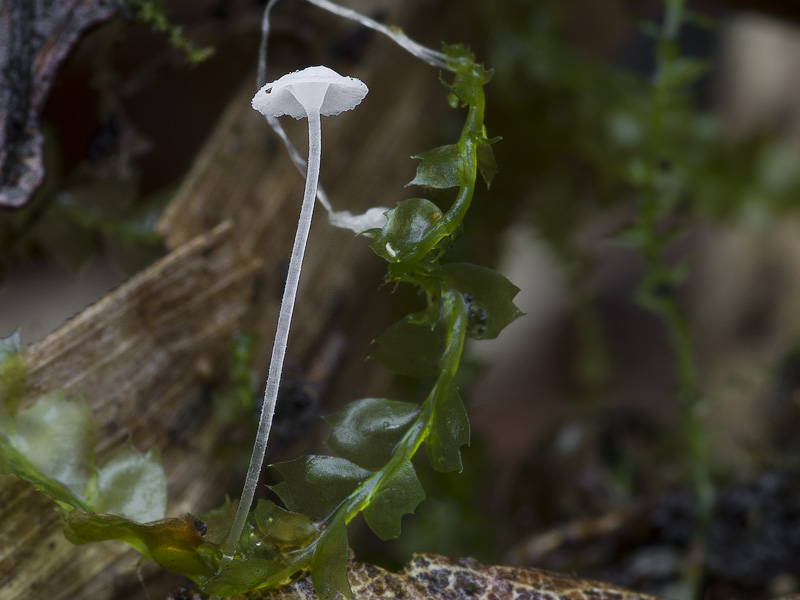 Hemimycena nitriolens